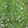 Eriostemon myoporoides 'Flower Girl White'