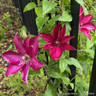 Clematis 'Ernest Markham' - 2L
