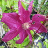 Clematis 'Ernest Markham' - 2L
