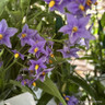 Solanum crispum 'Glasnevin 1.5ltr deep