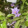 Solanum crispum 'Glasnevin 1.5ltr deep