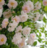 Paul’s Himalayan Musk (Rambling Rose) - 4ltr