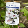 Clematis 'Ninon' - 1.2 metre trellis