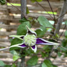 Clematis florida 'Taiga' - 1.2 metre trellis