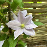 Clematis 'Chelsea' - 1.2 metre trellis