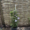 Clematis 'Chelsea' - 1.2 metre trellis