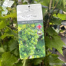 Vitis 'Phoenix' (Grape vine) 3L