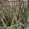 Cordyline 'Torbay Dazzler' 3L