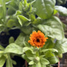 Calendula (Marigold)