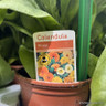 Calendula (Marigold)