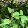 Salvia 'Pink Pong' 3L