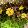 Geum 'Can can' 5L