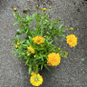 Coreopsis 'Golden Sphere' 3L