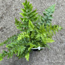 Polystichum braunii (Fern) S