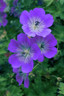 Geranium 'Rozanne' in 3ltr Pot