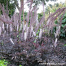 Actaea 'Pink Spike' 3ltr