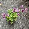 Astrantia 'Roma' 3ltr