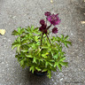 Astrantia 'Sparkling Stars Red' 3ltr