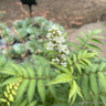 Sorbaria sorbifolia sem (7L)