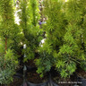 Taxus baccata 'Standishii' (Golden Irish Yew) 45cm