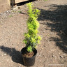Taxus baccata 'Standishii' (Golden Irish Yew) 45cm