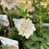 Scabiosa Incisa 'Kudo White' 3ltr