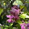 Deutzia 'Mont Rose' 10ltr