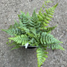 Dryopteris wallichiana - S