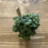 Callisia 'Turtle' (Turtle vine) - small