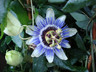 Passionflower caerulea mix (p19)