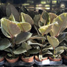 Ficus - variegated pink