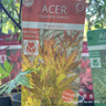 Acer palmatum 'Orange Lace'  (p10)