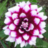 Dahlia 'Mystery Day' 3L