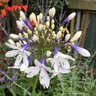 Agapanthus 'Fireworks' (p14)