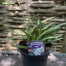 Agapanthus 'Fireworks' 2L