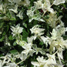 Euonymus 'Harlequin' (p13)