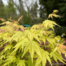 Acer 'Orange Dream' 20L