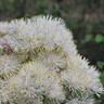 Thalictrum 'Nimbus White' 2L