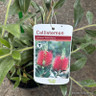 Callistemon citrinus 3L