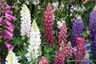 Lupin  mixed colours 3L