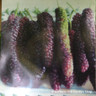 Morus (Mulberry) 'Giant Fruit' (175-200cm)