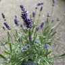 Lavender ang. 'Essence Purple'