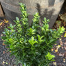 Euonymus jap. 'Green Spire' (p13)