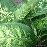 Dieffenbachia (Dumb Cane) - Houseplant