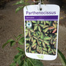 Parthenocissus henryana (Chinese Virginia Creeper) 1.5ltr