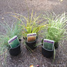 Grasses Mix (9cm)