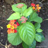 Lantana (Mix)