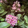 Escallonia 'Pink Elle' 3L