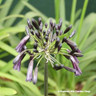 Agapanthus 'Black Magic' 10L