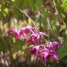 Epimedium x rubrum 2L